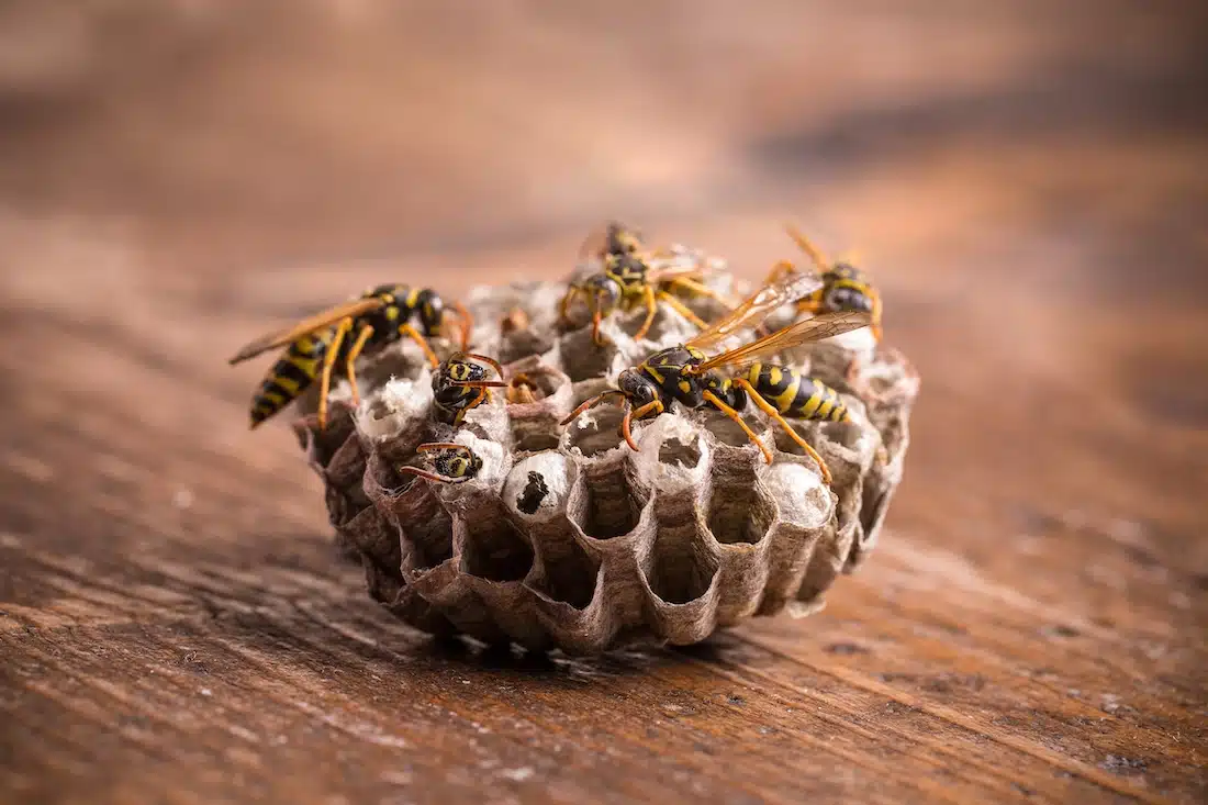 wasp removal in DFW That Lets You Enjoy Outdoor Spaces Again